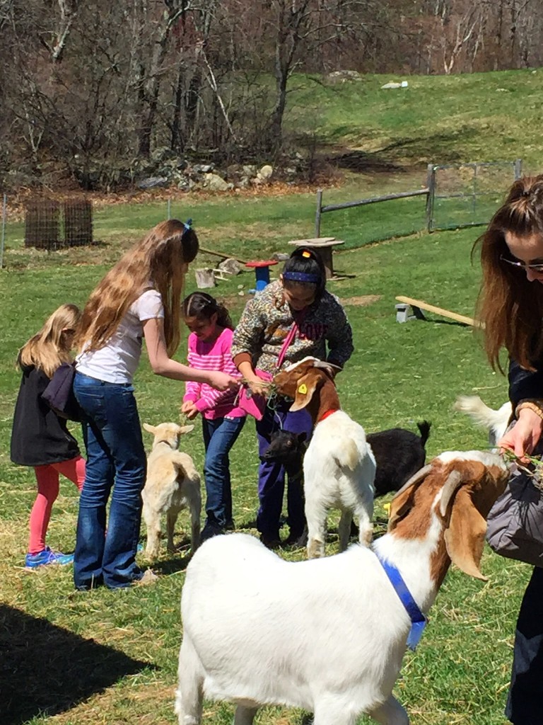 KITK participants feeding the goats